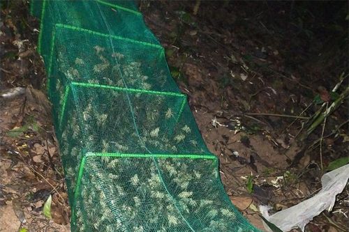 'Lộc trời' bò ra từ hốc cây, dân đi bắt về bán 500.000 đồng/kg thành đặc sản được dân thành phố ưa chuộng đến lạ