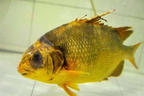 Loài cá 'đại gia' giá 2 triệu đồng/kg ở Nhà Bè, sánh ngang với cá tiến vua Anh vũ, được nhiều người 'săn lùng' ráo riết