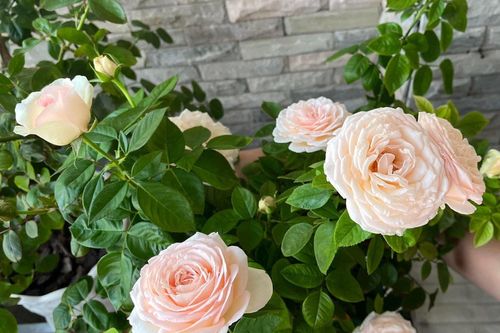 Có nên trồng hoa hồng trước nhà?