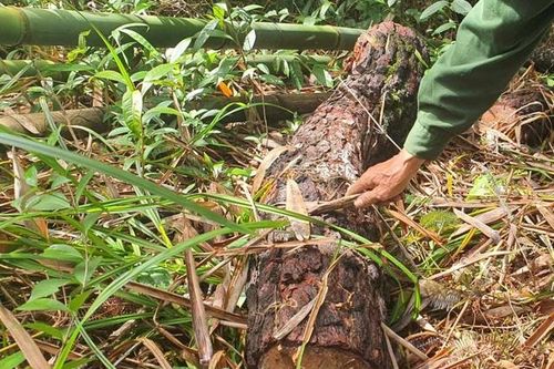 Đốn hạ nhiều cây quý rồi dùng biện pháp phi tang ít ai ngờ tới, cơ quan lập tức vào cuộc