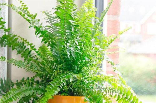 10 cây cảnh lọc không khí, cung cấp oxy cực tốt nên trồng trong nhà