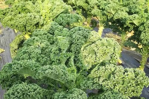 Những công dụng bất ngờ của cải xoăn Kale