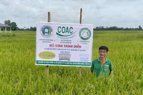 Xử lý rơm rạ thành phân bón tại ruộng