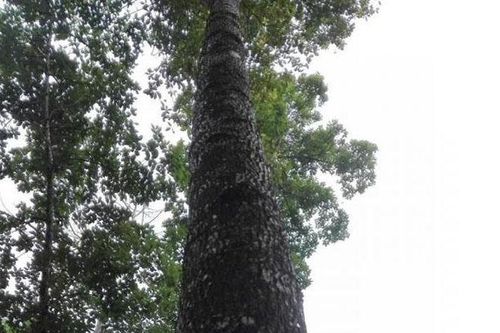 Ở Việt Nam loại gỗ được xem là 'báu vật', giá lên tới cả tỷ đồng, thương lái Trung Quốc săn lùng ráo riết
