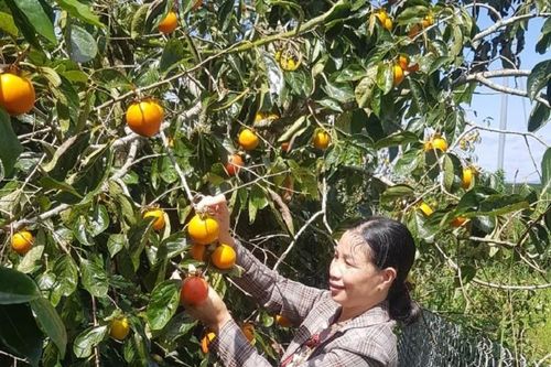 Thứ quả quê mùa từng bị chặt bỏ, giờ mang treo trước gió bán giá gấp 20 lần