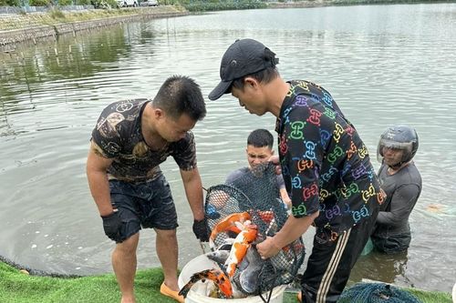 Hà Nội di chuyển xong 8 tấn cá koi khỏi hồ Đầm Đông