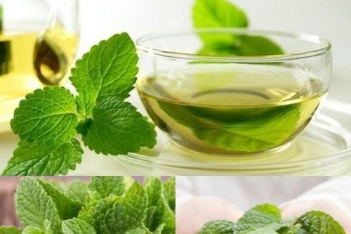 Những công dụng tuyệt vời của lá bạc hà đối với sức khỏe