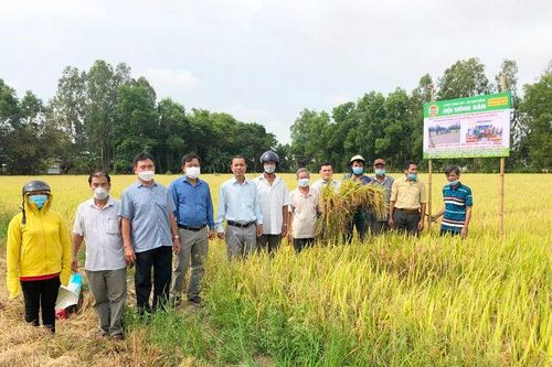 Canh tác lúa thân thiện môi trường
