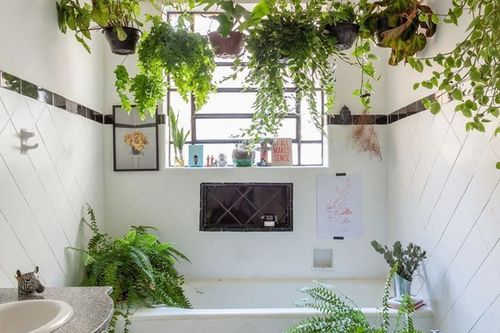 Những loại cây thích hợp đặt trong phòng tắm