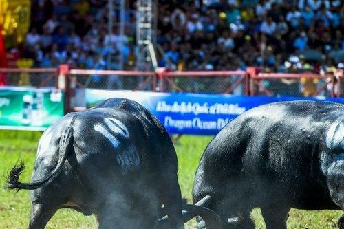 Hải Phòng: Tổng kết Lễ hội chọi trâu Đồ Sơn năm 2023