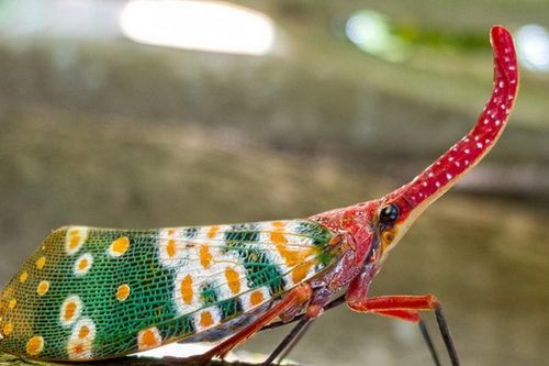 Sửng sốt loài côn trùng 'kiệt tác thiên nhiên': Việt Nam không thiếu!