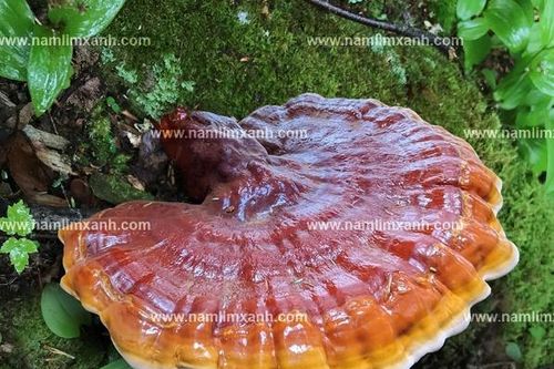 Giá nấm lim xanh mua ở đâu TP. HCM, Hà Nội đúng tác dụng nấm lim Quảng Nam