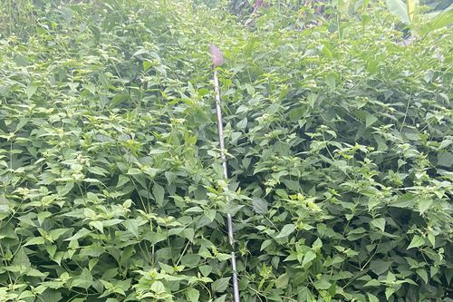 Truy bắt nhóm cướp lứa tuổi 10X vác hung khí dài gần 3 mét đi gây án