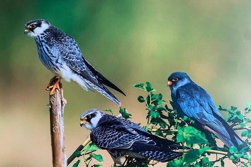 Khám phá 35 loài chim hoang dã, định cư và di cư được chụp tại Hà Nội