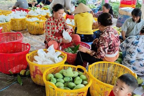 Triển vọng phát triển xoài cát Hòa Lộc