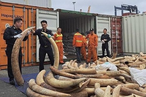 Hải Phòng: Hải quan bắt giữ 2 vụ vận chuyển trái phép ngà voi và 3 vụ về ma túy