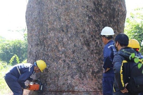 'Cụ cây' 100 tuổi, 6 người ôm không hết ở công viên TPHCM bị chặt bỏ