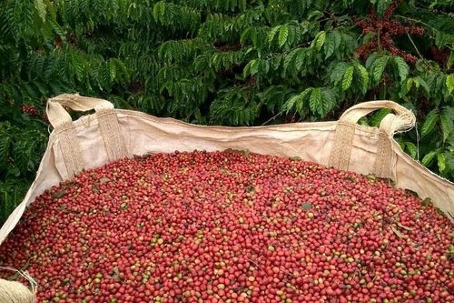 Giá nông sản ngày 20/11/2023: Cà phê đạt 58.800 đồng/kg, hồ tiêu giữ ổn định