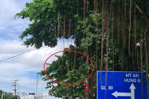Cây xanh che khuất đèn tín hiệu giao thông vừa mới lắp đặt