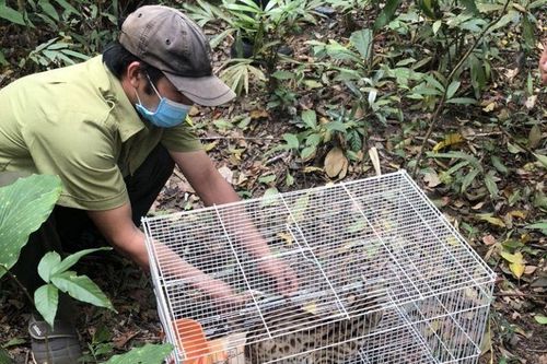 Bảo tồn đa dạng sinh học Khu bảo tồn thiên nhiên Nam Nung