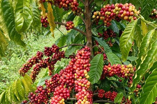 Giá nông sản ngày 21/11/2023: Cà phê giảm, hồ tiêu tăng 500 đồng/kg