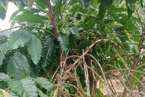 Giá nông sản ngày 22/11/2023: Cà phê giảm, hồ tiêu tiếp tục tăng 1.000 đồng/kg