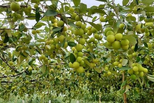 Trăn trở phát triển thương hiệu táo muối Bàng La gắn với du lịch nông nghiệp, nông thôn