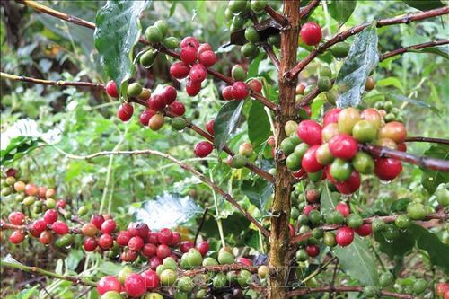 Đẩy mạnh tuần tra, phòng ngừa nạn trộm cắp cà phê