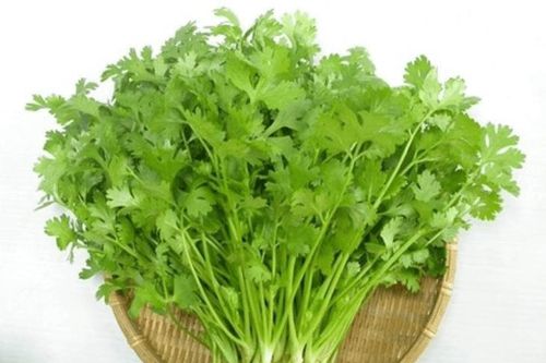 Rau mùi cực tốt nhưng lại độc với nhóm người này