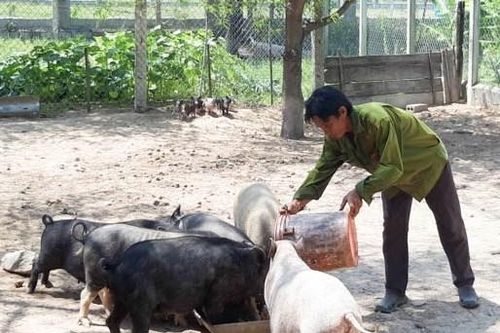 Tập trung nguồn lực hỗ trợ đồng bào dân tộc thiểu số phát triển sản xuất