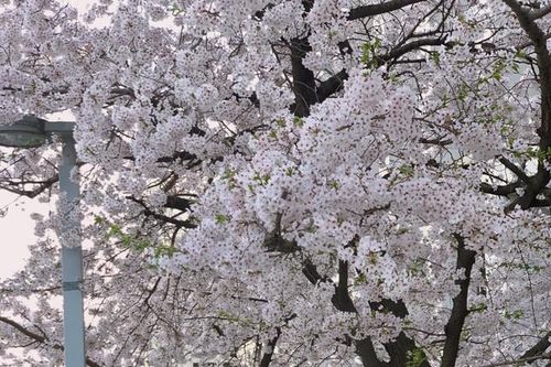 Nữ sinh giành học bổng hơn 1 tỷ đồng trường đại học lâu đời nhất Hàn Quốc