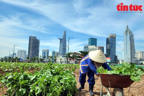 TP Hồ Chí Minh trồng 35.000 cây hoa hướng dương để đón Tết