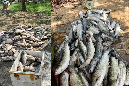 Thông tin mới nhất vụ cá chết hàng loạt tại Sơn La