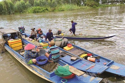 Mùa đánh bắt 'sâm nước' đồng quê