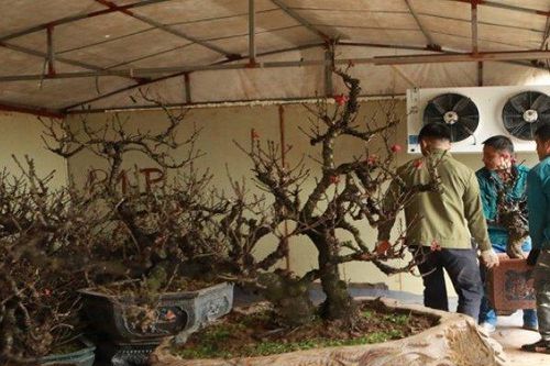 Đào thất thốn 'nằm' phòng điều hòa, đợi trổ hoa đúng dịp Tết Giáp Thìn