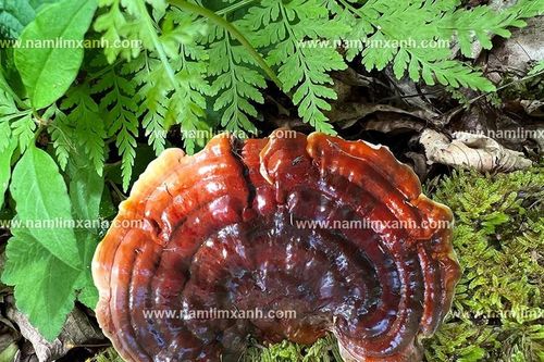 Hiệu quả của nấm lim xanh trong trị ung thư - kiêng gì để phát huy hiệu quả và tránh tác dụng phụ?