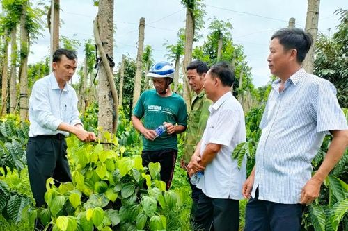 Gia Lai: Tiêu chuỗi xanh thương phẩm 'hút khách'