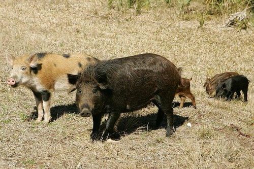 'Siêu lợn' hoang dã Canada đe dọa nước Mỹ