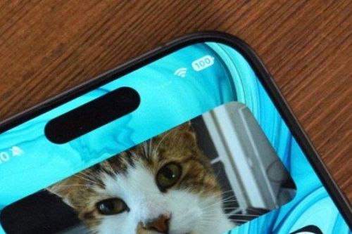 iPhone 15 lại ghi điểm mạnh với khả năng chụp ảnh chó - mèo