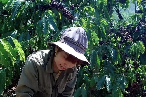 Giá nông sản ngày 4/12/2023: Cà phê đạt gần 60.000 đồng/kg, hồ tiêu giữ ổn định