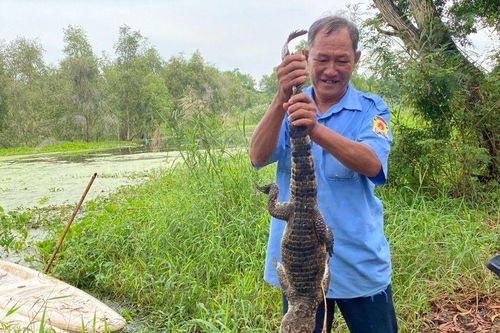 Vụ 8 con cá sấu sổng chuồng ở Kiên Giang: Kiến nghị thanh lý cả đàn, mở cửa công viên trở lại