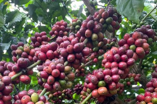 Giá nông sản ngày 5/12/2023: Cà phê giảm, hồ tiêu tăng 500 đồng/kg