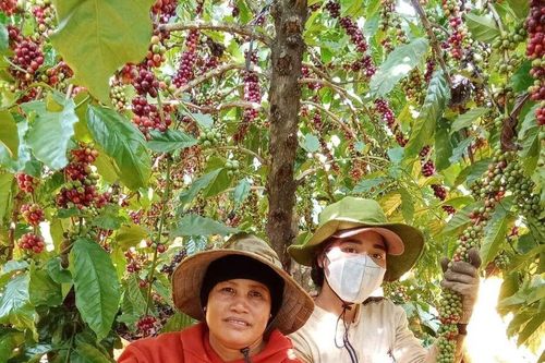 Giá nông sản ngày 6/12/2023: Cà phê và hồ tiêu đồng loạt tăng mạnh
