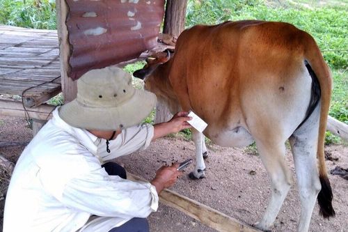 Gia Lai tiêm được hơn 14,7 triệu liều vắc xin các loại cho đàn vật nuôi