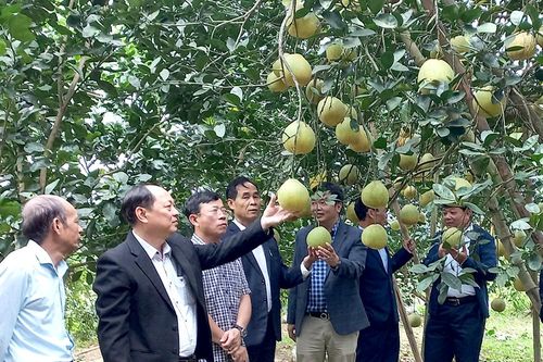 Nâng cao năng suất quả bưởi