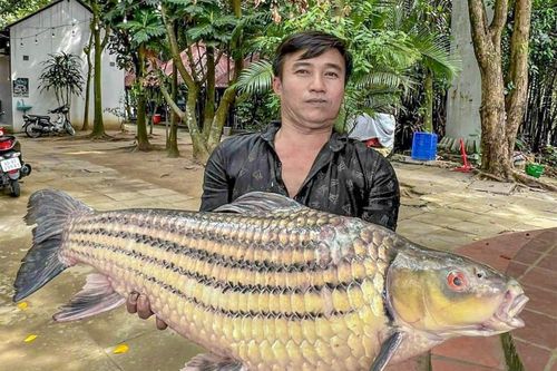 Cần Thơ: Ngư dân bắt được cá trà sóc khủng, quý hiếm trên sông Hậu