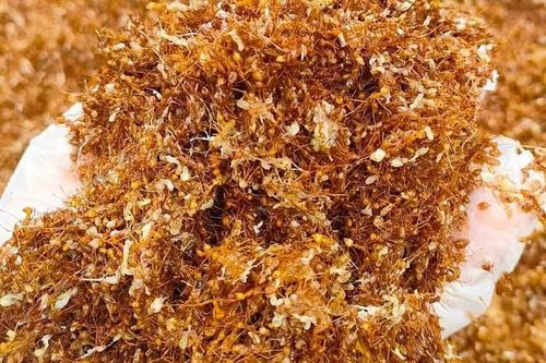 Loại côn trùng bé tí xíu có đầy rừng thành đặc sản, cửa hàng gom bán cả tạ