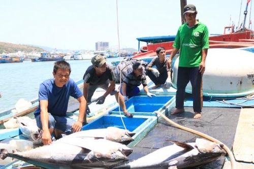Phát triển ngành chế biến thủy sản: Cần nâng chất lượng, giá trị sản phẩm