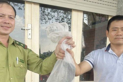 Người đàn ông ở TP.HCM phát hiện con vật quý hiếm đang bò kiếm ăn trên bờ kênh