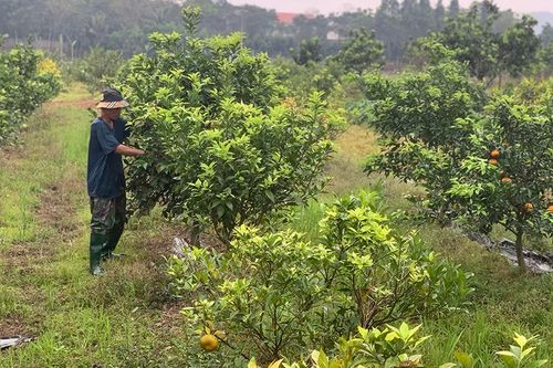 Thạch Long thực hiện nhiều giải pháp nâng cao thu nhập cho người dân
